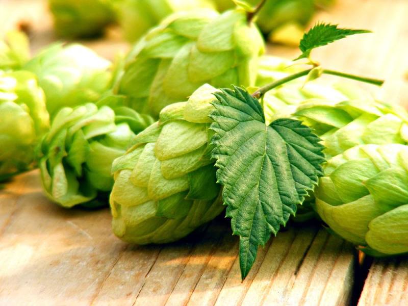 精釀啤酒 | 酒花制品的種類及特點(diǎn)有哪些？